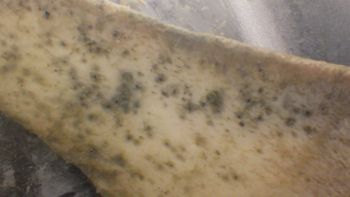 Media type: image;   Invertebrate Zoology 153118 Description: live specimen;
